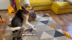 Репортаж Зухрая об операци Амелии!