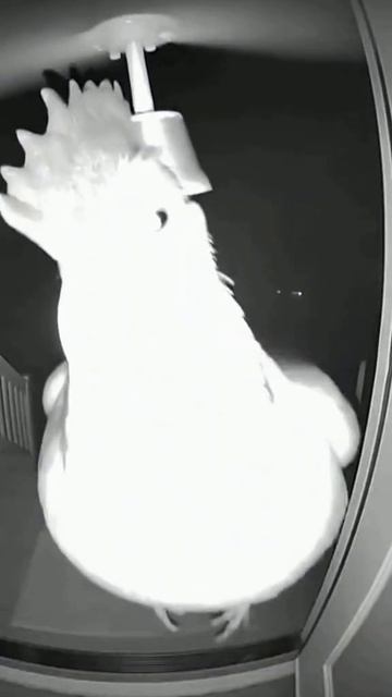 куровая почта . почта современности мем