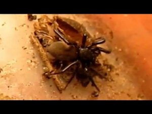 Чёрный паук.wmv