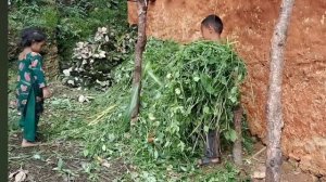 54серия/Жизнь в горной деревне Непала | в непальской бедной, но счастливой семье