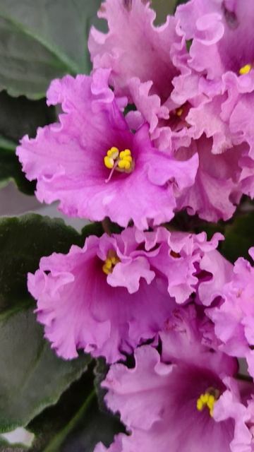 Фиалка НК-Фанфан Тюльпан