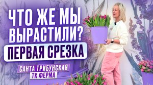 Обзор на первую срезку тюльпана к 8 марта