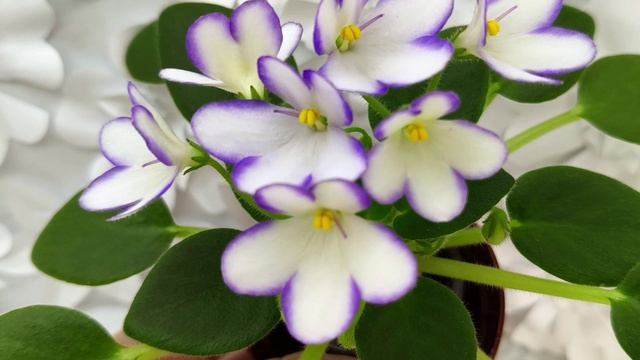 Фиалка 2А-Проба Пера