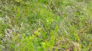 Тропами Шварцвальда. В поисках орхидеи-2