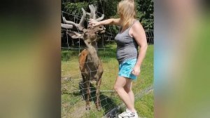 Конкурс ЗООЛЕДИ Инна. Алис-Бриллиант.