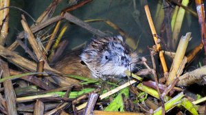 Охота на ондатру. Постановка на яблоко у норы.