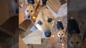 1000049159.mp4 (Собака наблюдает за устройством лестницы на 2 этаж в доме А-фрейм)