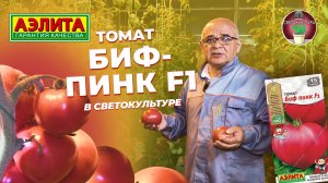 Томат БИФ-ПИНК F1 в СВЕТОКУЛЬТУРЕ