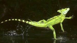 .... Василиск - Что мы знаем о нём....