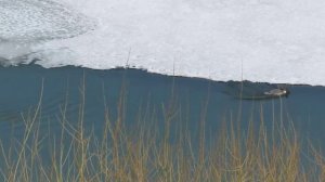 Большой крохаль