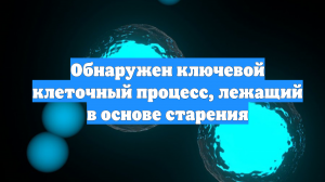 Обнаружен ключевой клеточный процесс, лежащий в основе старения