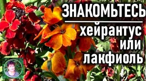 ХЕЙРАНТУС ИЛИ ЛАКФИОЛЬ Красивейший неприхотливый цветок Полный обзор