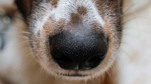 «Додо» оплатит содержание в приюте собаки после увольнения курьера на Урале