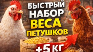 Чем кормить петушков, чтобы быстро набрали вес + обработки курятника без ошибок
В этом видео подробн