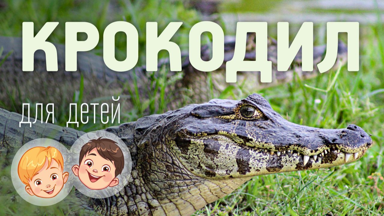 Крокодил. Видео про животнрых для детей 3+