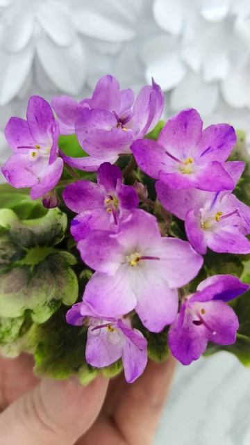 Фиалка АВ-Почемучка