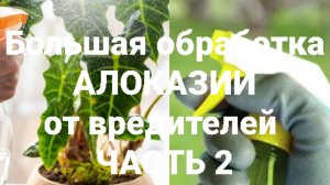 Обрабртка Сотни Алоказий .часть2