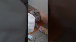 опять влог с басиками вы рады?💖