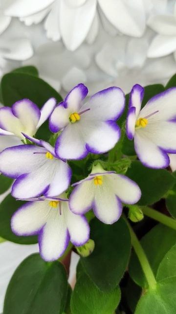 Фиалки трейлер Chantaspring и 2А-Проба Пера