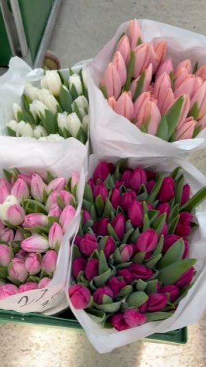 Тюльпаны. Видео от 23.02.2026 (2)