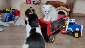 Счастливые кошки и котята. Замечательная игра  котенка Микки.