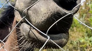 Приручение коней на инжировой плантации #кони #увлечениепредпенсионера #сад