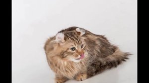 порода Американский керл