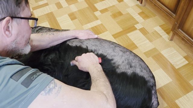 Триммингую Ризеншнауцера.