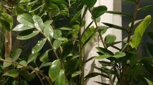 Надежда умирает последней...