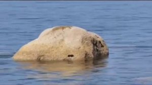 Правдивая Ольга. Самвел Адамян. Беда не приходит одна...... Ну ты там держись.