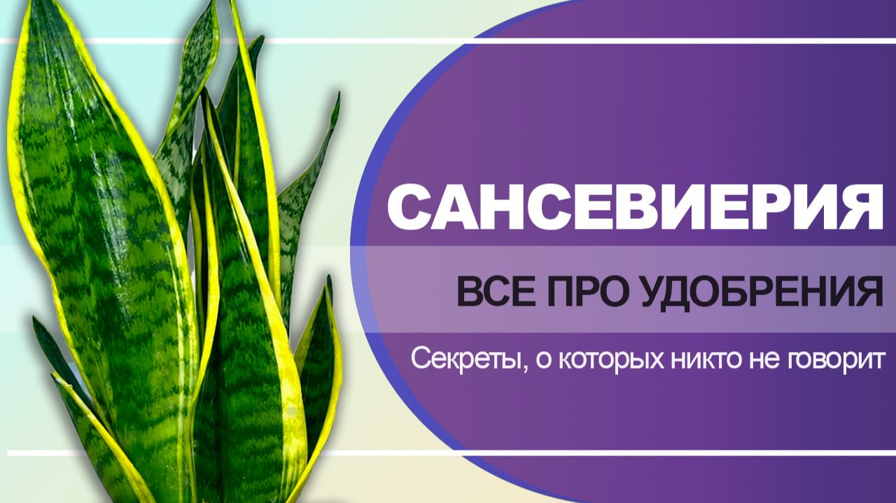 Как правильно подкармливать сансевиерию?
