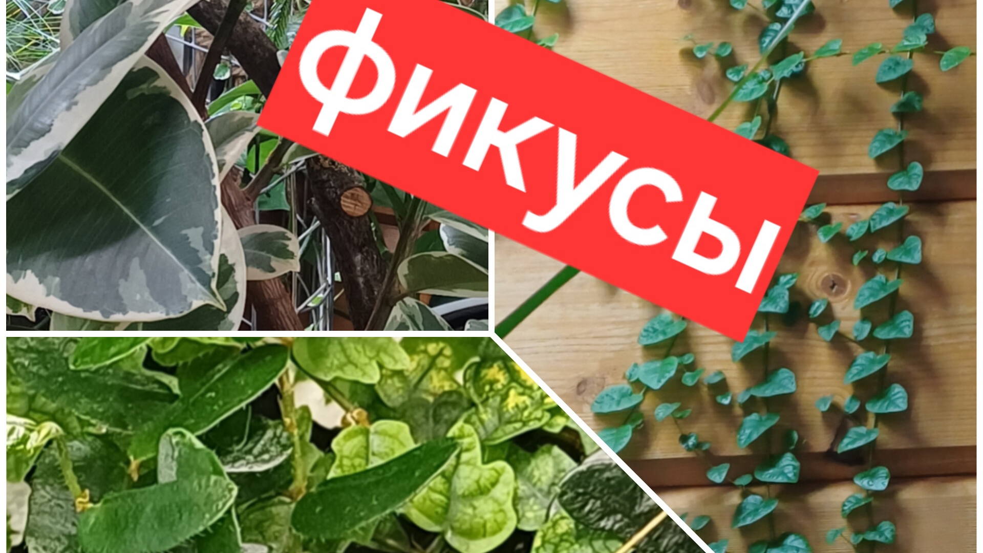 мои фикусы || обзор коллекции фикусов