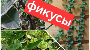 мои фикусы || обзор коллекции фикусов