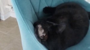 кот не хочет идти в садик