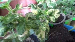 Как выбрать нужные сорта томатов? Посмотреть летние обзоры.