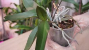 Блок точки роста орхидеи не приговор. Новую орхидею где отсечь и как посадить. Множу горшки 🤦♀️.