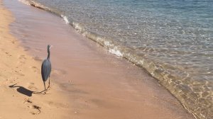 Хургада ‘26