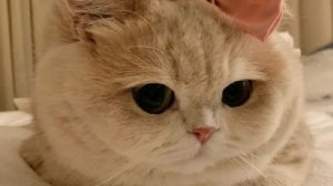 Тапаю бонго кэт