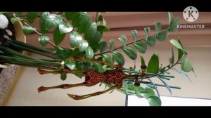 топ 7 сиреноголовых снятых на камеру в реальной жизни