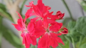 1894.mp4Герань.