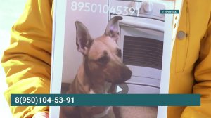 Помогите найти! Пропала собака по имени Стэфа