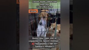 Выбросили Гончака..теперь он в отлове..СИЛЬНО ТАМ ПЛАЧЕТ..Бывшедомашним в отловах безумно тяжело и с