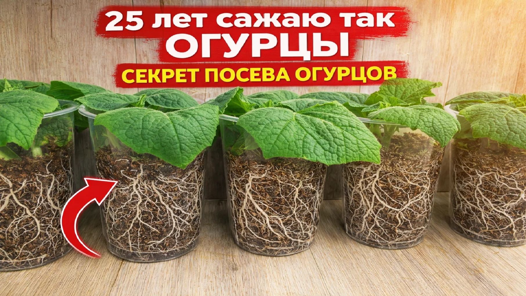 25 лет САЖАЮ РАССАДУ ОГУРЦОВ так! Секрет лучшего посева огурцов о котором молчат! смотреть онлайн