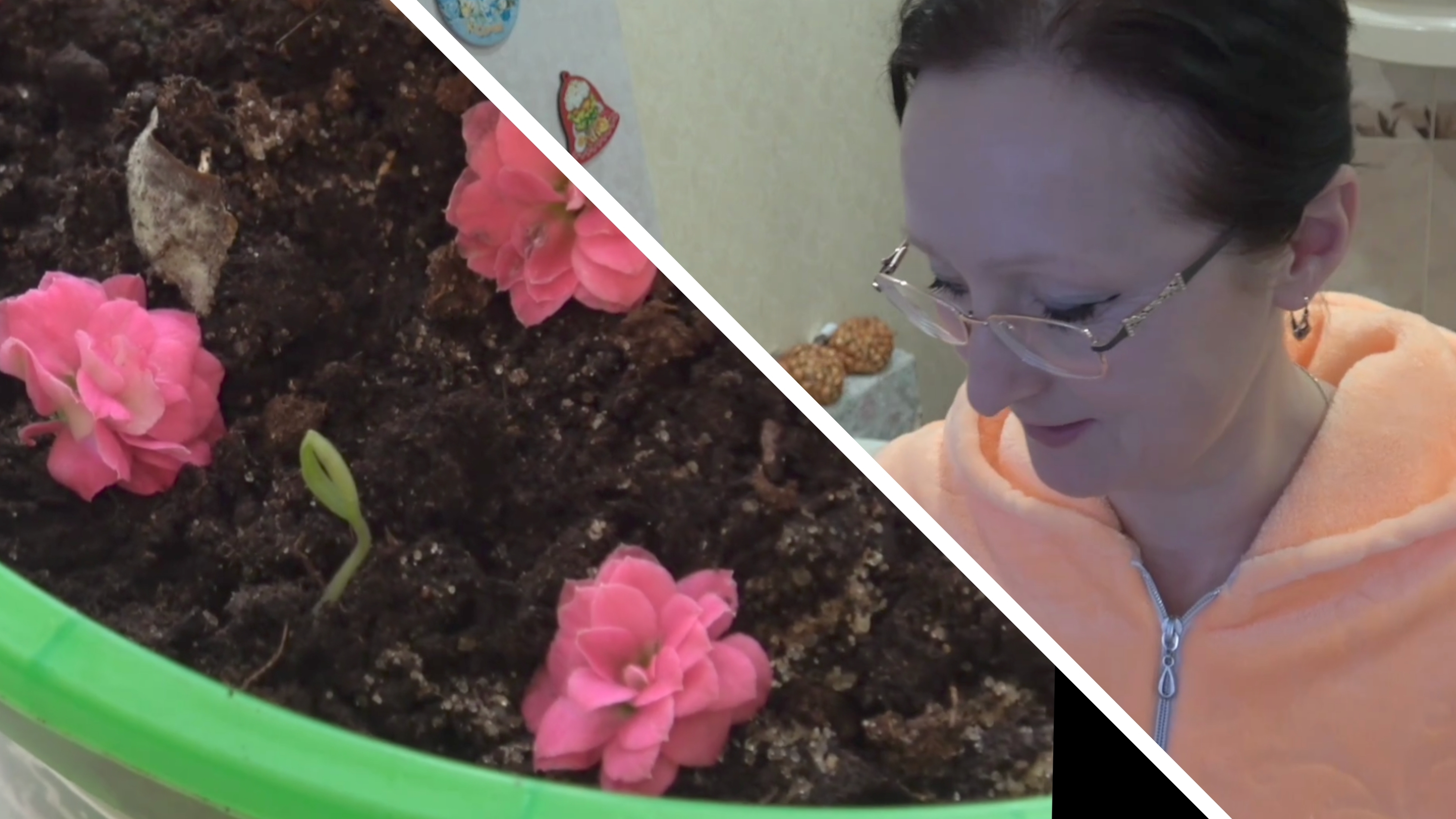 Февраль 2026 года. Накануне прощеного Воскресения. Пион Лаура Десерт растет. Прощальный ужин. смотреть онлайн