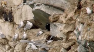 Мир Дикой Природы: Полярный День | Документальный Фильм