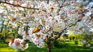 Цветёт черешня🍒