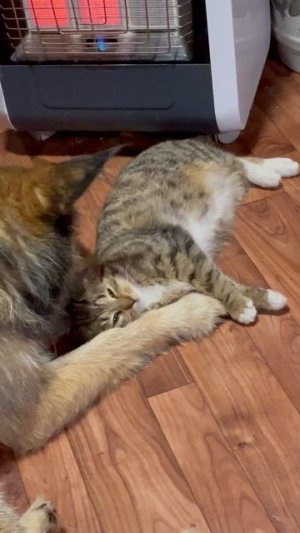 Кот и Пёс 😃