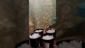 Посадка лобелии.24.02.26г.