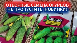 Какие семена огурцов выбрать на грядку 2026. Новинки семян огурцов для открытого грунта и теплицы