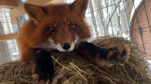 Лиса-Алиса. Большой подарок лису Игнису